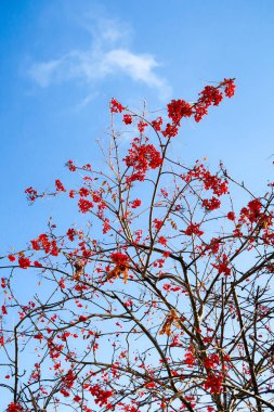 dağ kül gökyüzü kış arka planı meyvelerini
