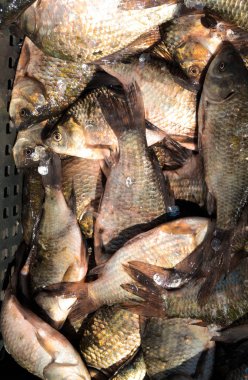 Balık havuz balığı arka plan olarak