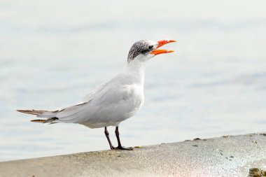 Martı deniz manzara oturur