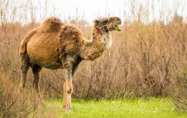 deve yeşil çim bahar alanında
