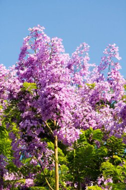 Gökyüzüne karşı leylak çiçekleri