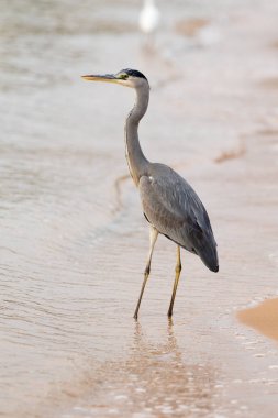 Büyük Egret (ardea alba)