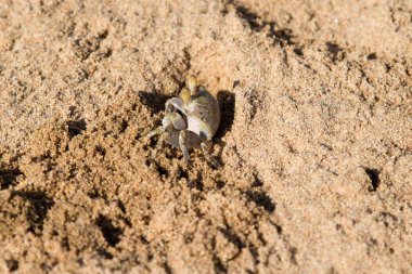 Yengeç kumlu yakın çekim