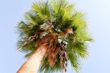 palmiye ağacı gökyüzü manzara
