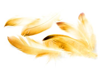 Beyaz arkaplanda kuş tüyü