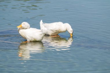 Beyaz ördek gölet üzerinde yaz