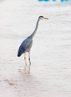 Büyük Egret (ardea alba)