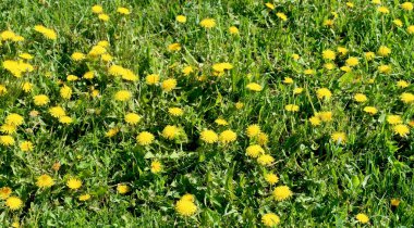 Bahar manzara, yeşil alan sarı çiçekli karahindiba