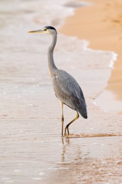 Büyük Egret (ardea alba)