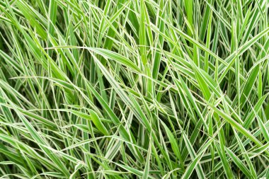 yüksek yeşil çimen, arka plan