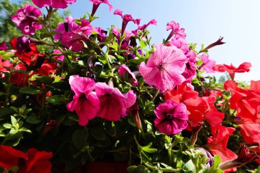 Petunya çiçek, gökyüzü manzara doğa