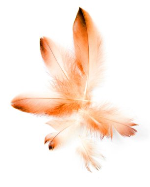 Beyaz arkaplanda kuş tüyü