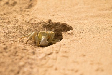 Yengeç kumlu yakın çekim