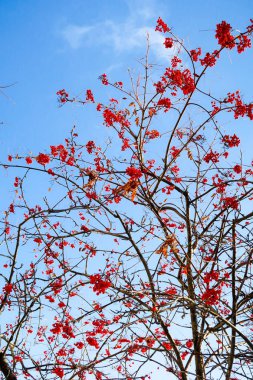 dağ kül gökyüzü kış arka planı meyvelerini