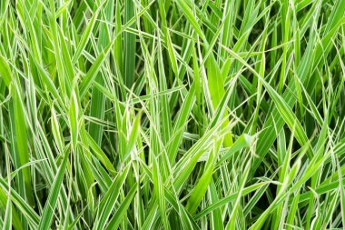 yüksek yeşil çimen, arka plan