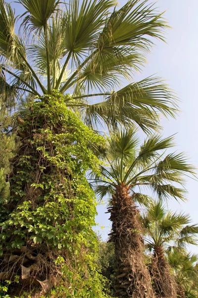 Palmiye Ağaç Görünümünde Gökyüzü Doğa — Stok fotoğraf