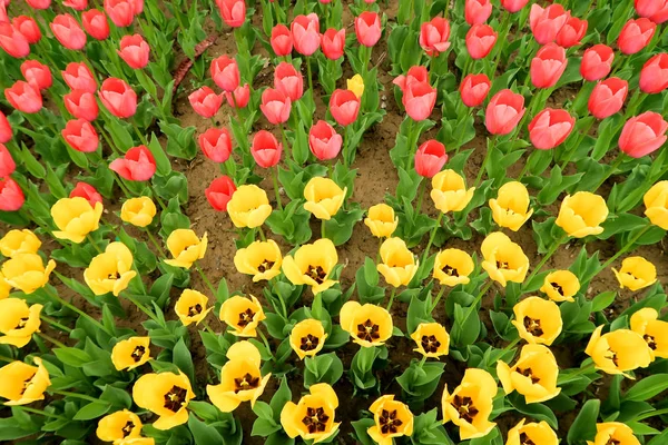 Campo Con Tulipanes Primavera Paisaje —  Fotos de Stock