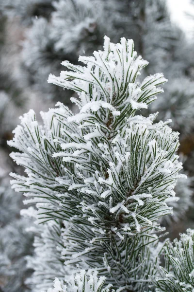 Kar Köknar Ağaçlarının Iğne Üzerinde Kapat — Stok fotoğraf