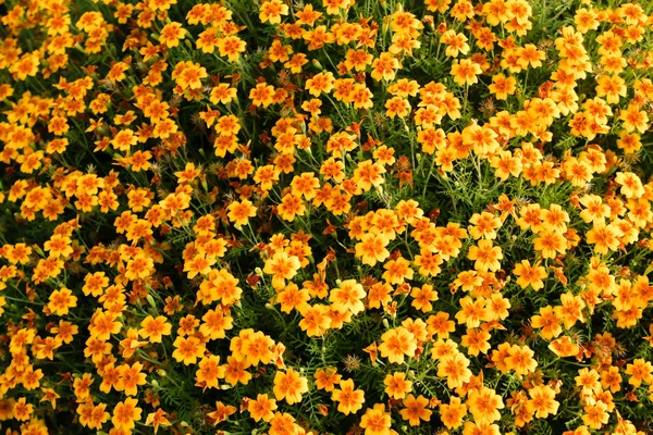 Orange Blumen Ringelblumen Landschaft Sommer — Stockfoto