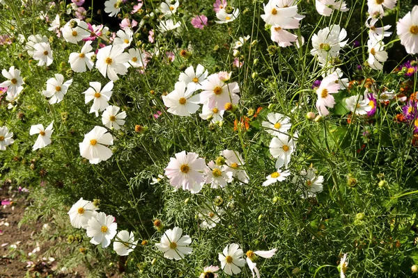 Cosmos Flowers Landscape Background — Stock Photo, Image