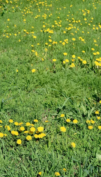 Весняний Пейзаж Зелене Поле Жовтими Квітами Кульбаби — стокове фото