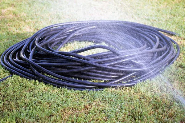 Black Rubber Hose Watering Grass — Stock Photo, Image