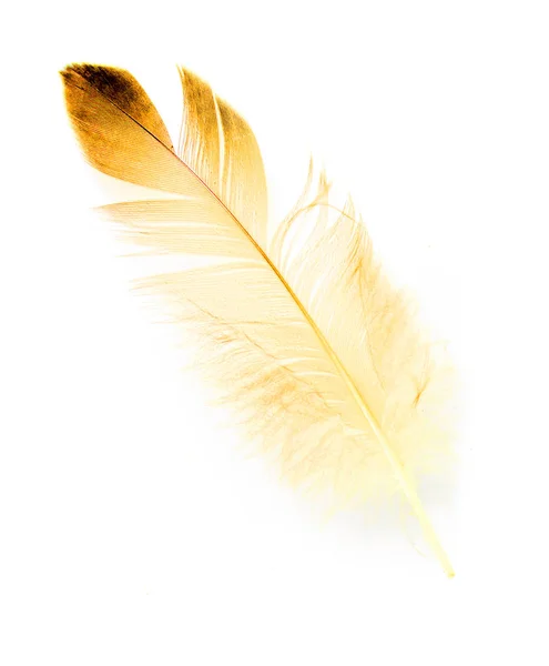 Uccello Piuma Sfondo Bianco — Foto Stock