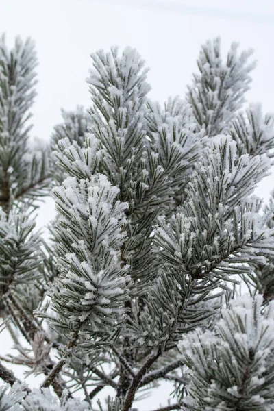 the snow on the needles of the fir trees close up