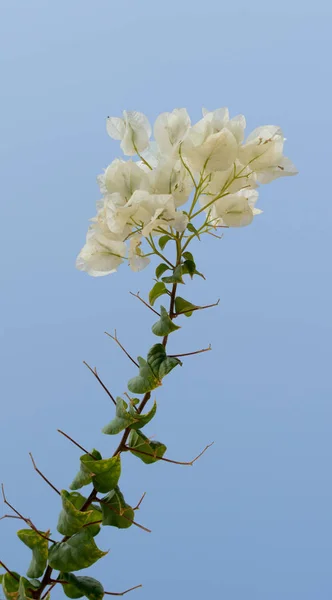 Bougainvillea Bloemen Omheining Landschap — Stockfoto