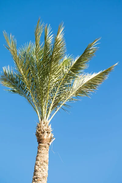 Palmera Verde Contra Cielo Paisaje — Foto de Stock