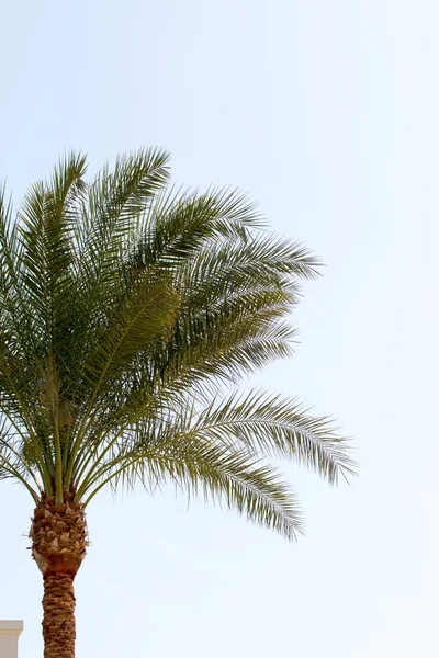 Palmera Contra Cielo Paisaje — Foto de Stock