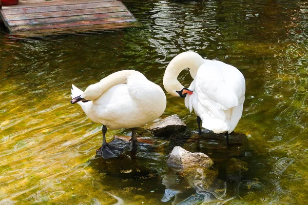 White Swans Pond Calm Water — Stock Photo, Image