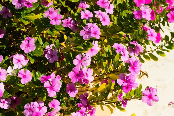 Bougainvillea Kwiaty Krajobraz Ogrodzenia — Zdjęcie stockowe