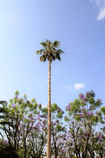 Pandangan Pohon Palem Alam Langit — Stok Foto