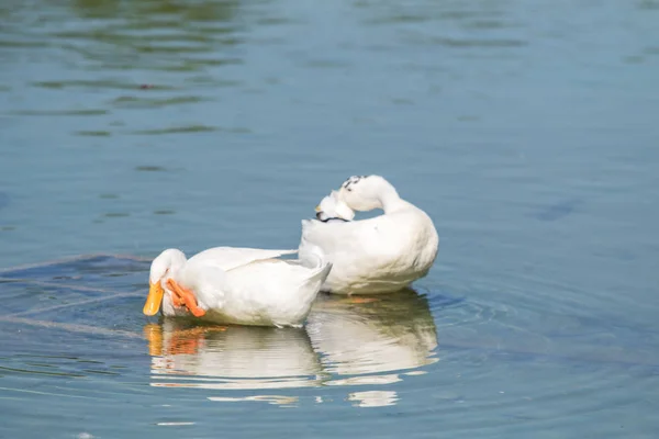 Witte Eenden Een Vijver Zomer — Stockfoto