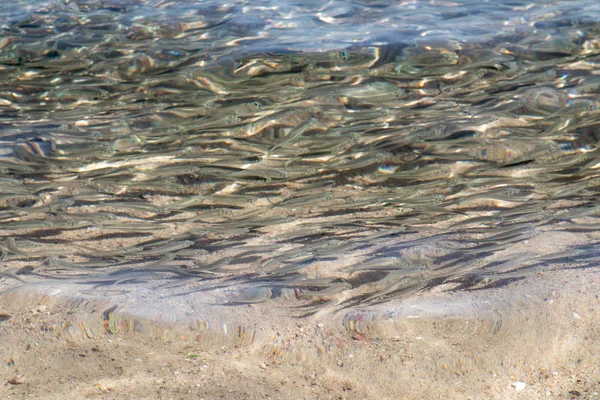 Ikan Laut Dangkal Tampilan Atas — Stok Foto