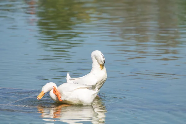 Witte Eenden Een Vijver Zomer — Stockfoto