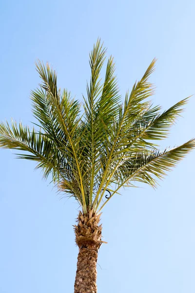 Palmera Contra Cielo Paisaje — Foto de Stock