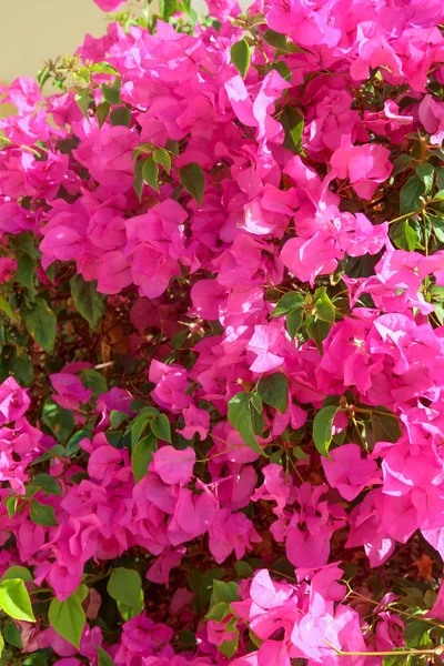 Bougainvillea Flores Púrpura Paisaje —  Fotos de Stock