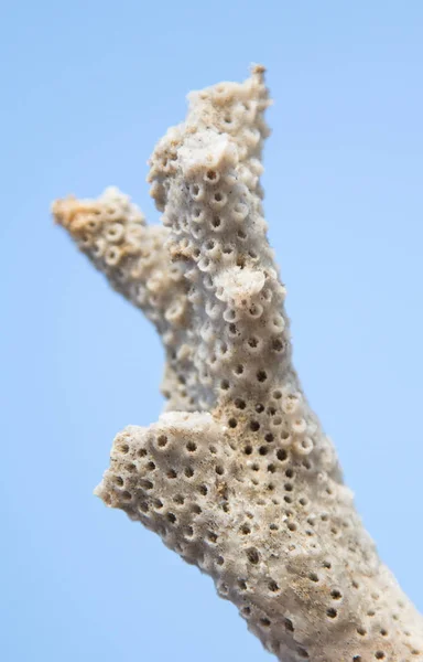 サンゴ石灰岩の部分 — ストック写真