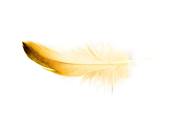 Bird Feather White Background — Stock Photo, Image