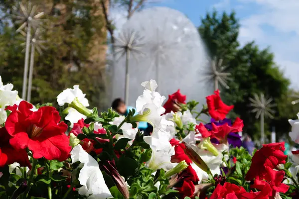 Petunia Kwiaty Niebo Krajobraz Natura — Zdjęcie stockowe