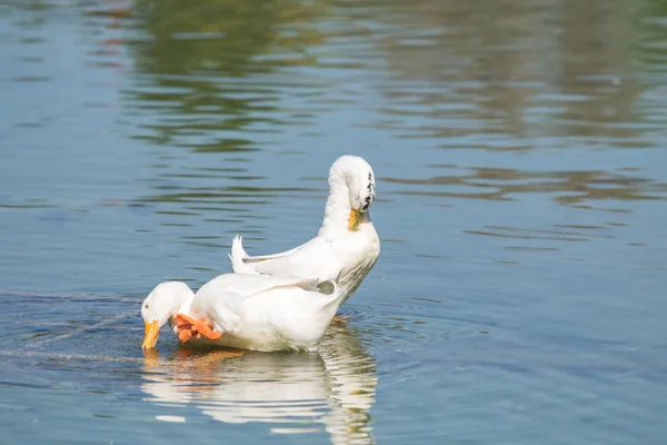 Witte Eenden Een Vijver Zomer — Stockfoto