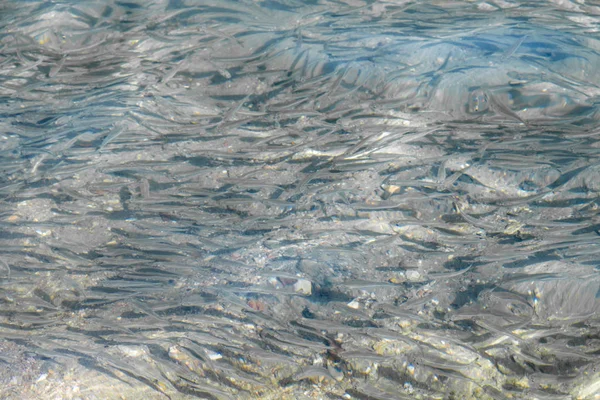 shallow sea fish, top view