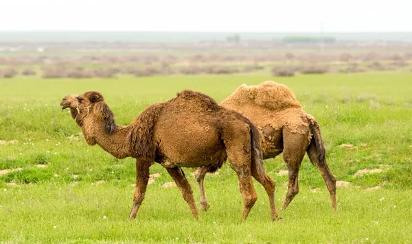 Kamelen Gebied Van Groene Gras Lente Seizoen — Stockfoto