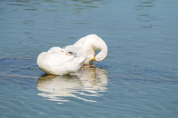 Weiße Enten Auf Einem Teich Sommer — Stockfoto