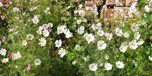 Cosmos Flowers Landscape Background — Stock Photo, Image