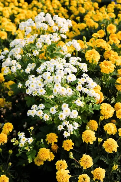 Orange Blumen Ringelblumen Landschaft Sommer — Stockfoto
