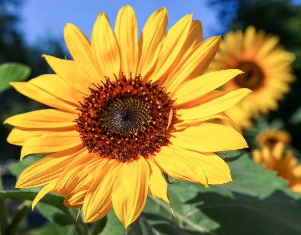 Flor Girasol Naturaleza Paisaje — Foto de Stock