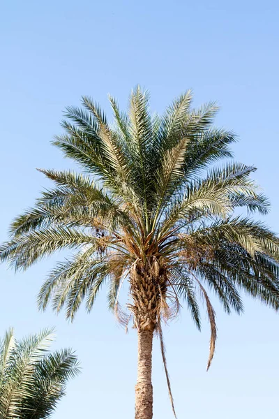 Palme Gegen Den Himmel Landschaft — Stockfoto